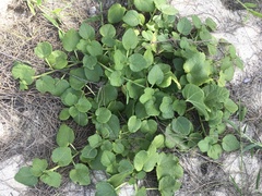 Triumfetta procumbens