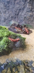 Tylototriton shanjing