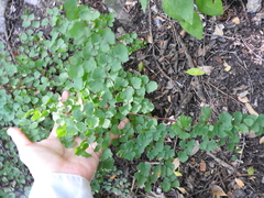 Adiantum tricholepis