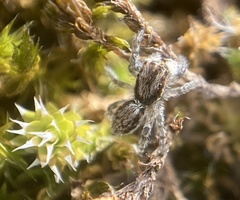 Menemerus taeniatus