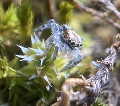Menemerus taeniatus