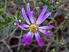 Olearia magniflora