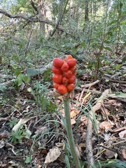 Arum cylindraceum