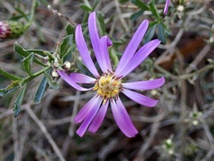 Olearia magniflora