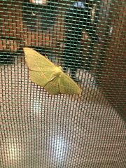 Tanaoctenia haliaria