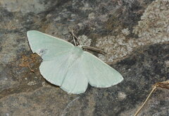 Pseudoterpna simplex