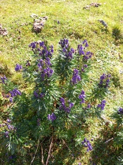 Aconitum tauricum