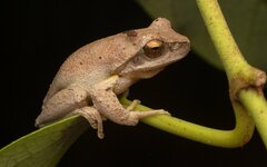 Litoria revelata