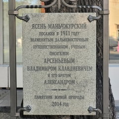 Fraxinus mandshurica