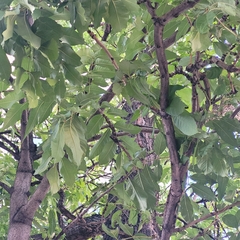 Fraxinus mandshurica