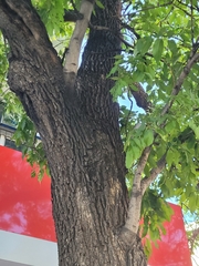 Fraxinus mandshurica