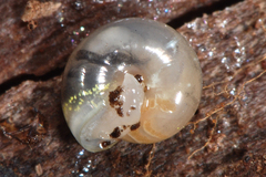 Vitrea crystallina