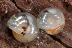 Vitrea crystallina