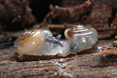 Vitrea crystallina