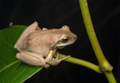Litoria revelata