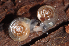 Vitrea crystallina