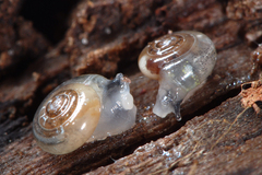 Vitrea crystallina