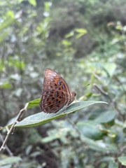 Taxila haquinus