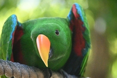 Eclectus roratus