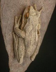 Litoria revelata
