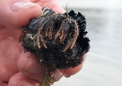 Clibanarius infraspinatus