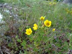 Dasiphora fruticosa