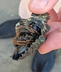 Clibanarius infraspinatus