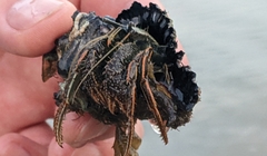 Clibanarius infraspinatus