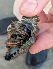 Clibanarius infraspinatus