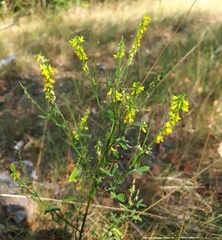 Melilotus altissimus