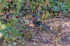 Fringilla coelebs