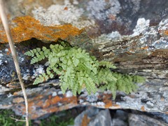 Woodsia pulchella