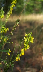 Melilotus altissimus