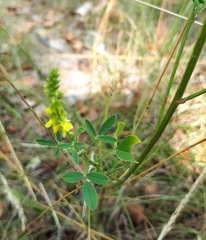 Melilotus altissimus