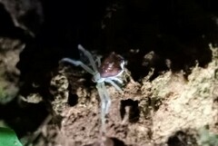 Trichopagis