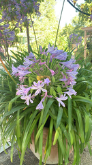 Agapanthus praecox