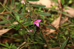 Boronia glabra