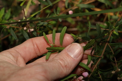 Boronia glabra
