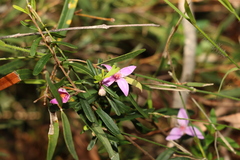 Boronia glabra