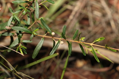 Boronia glabra
