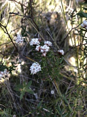 Phyliceae