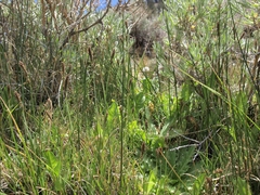 Carex idahoa