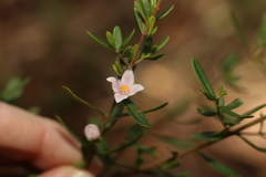 Boronia glabra