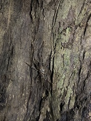 Pachyrhamma acanthocerum