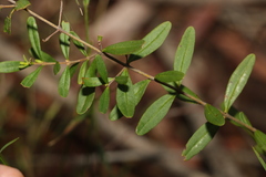 Boronia glabra