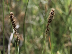 Carex idahoa