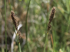 Carex idahoa