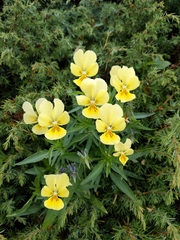 Viola lutea