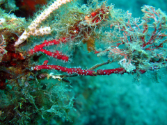 Alcyonium coralloides