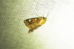Cosmia diffinis